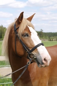 Rautakujan Lemmenleikki